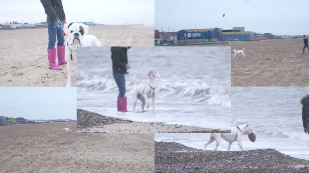 Dog on Beach Collage