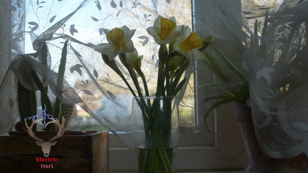 Thumbnail and Link to Oopening Daffodils video