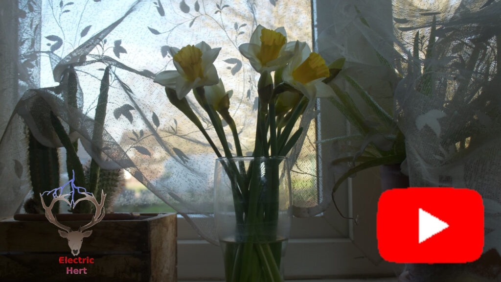 Thumbnail and link to Opening Daffodils Time Lapse video on Youtube