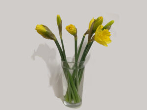 Daffodils in glass against white background